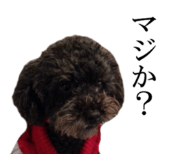 The toy poodle photo sticker 1 sticker #15643085