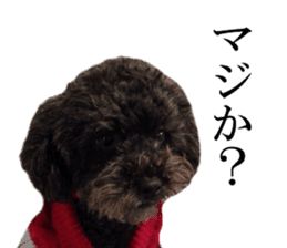 The toy poodle photo sticker 1 sticker #15643085