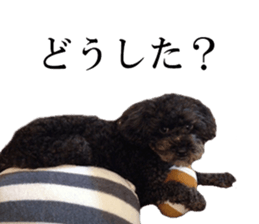 The toy poodle photo sticker 1 sticker #15643086