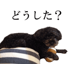 The toy poodle photo sticker 1 sticker #15643086
