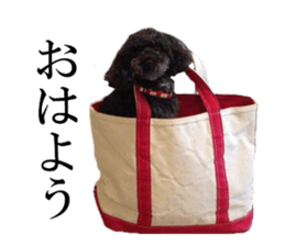 The toy poodle photo sticker 1 sticker #15643087