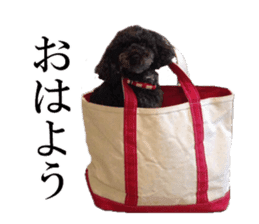 The toy poodle photo sticker 1 sticker #15643087