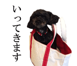 The toy poodle photo sticker 1 sticker #15643088