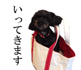 The toy poodle photo sticker 1 sticker #15643088