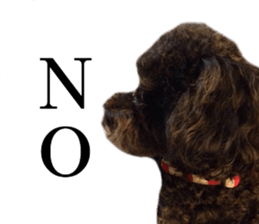 The toy poodle photo sticker 1 sticker #15643089