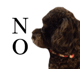 The toy poodle photo sticker 1 sticker #15643089