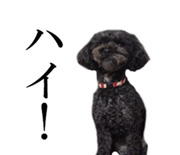 The toy poodle photo sticker 1 sticker #15643090