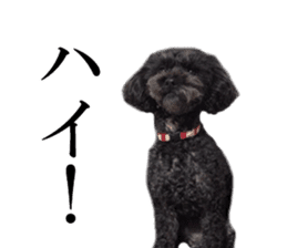 The toy poodle photo sticker 1 sticker #15643090