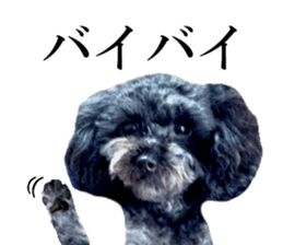 The toy poodle photo sticker 1 sticker #15643091