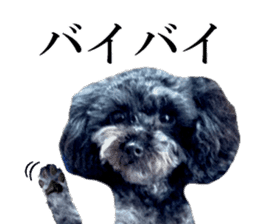 The toy poodle photo sticker 1 sticker #15643091