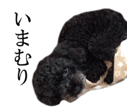 The toy poodle photo sticker 1 sticker #15643092