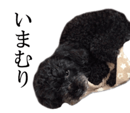 The toy poodle photo sticker 1 sticker #15643092