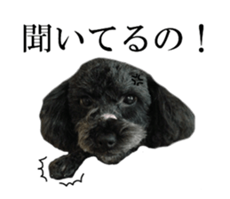 The toy poodle photo sticker 1 sticker #15643093