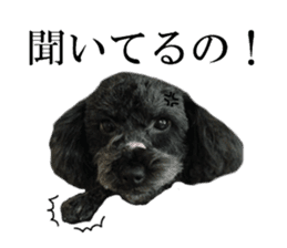 The toy poodle photo sticker 1 sticker #15643093