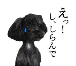 The toy poodle photo sticker 1 sticker #15643094