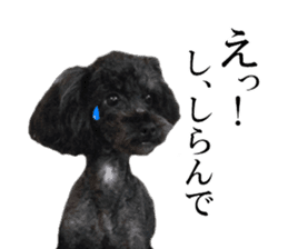 The toy poodle photo sticker 1 sticker #15643094