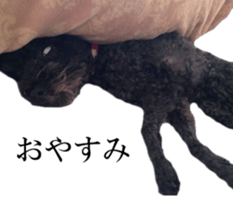 The toy poodle photo sticker 1 sticker #15643095