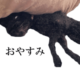 The toy poodle photo sticker 1 sticker #15643095