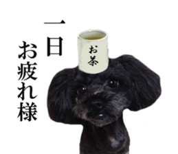 The toy poodle photo sticker 1 sticker #15643096
