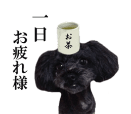 The toy poodle photo sticker 1 sticker #15643096