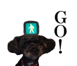 The toy poodle photo sticker 1 sticker #15643097