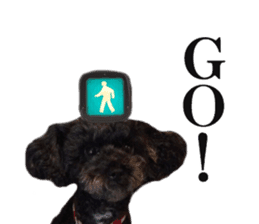 The toy poodle photo sticker 1 sticker #15643097