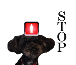 The toy poodle photo sticker 1 sticker #15643098