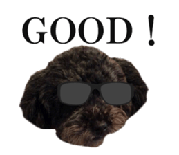 The toy poodle photo sticker 1 sticker #15643099
