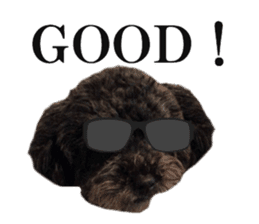The toy poodle photo sticker 1 sticker #15643099