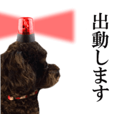 The toy poodle photo sticker 1 sticker #15643100