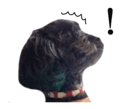 The toy poodle photo sticker 1 sticker #15643101