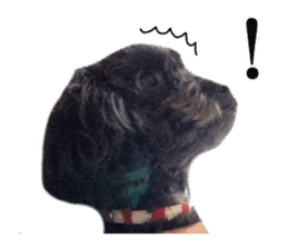 The toy poodle photo sticker 1 sticker #15643101