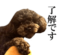 The toy poodle photo sticker 1 sticker #15643102