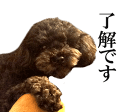 The toy poodle photo sticker 1 sticker #15643102