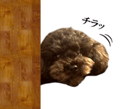 The toy poodle photo sticker 1 sticker #15643103