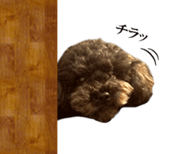 The toy poodle photo sticker 1 sticker #15643103