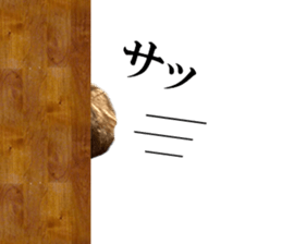 The toy poodle photo sticker 1 sticker #15643104