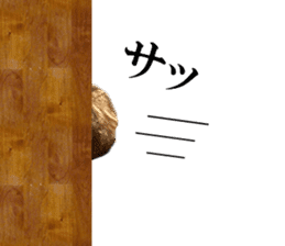 The toy poodle photo sticker 1 sticker #15643104