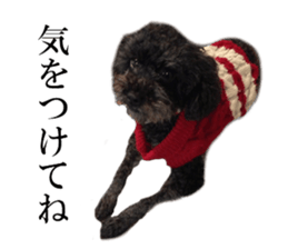The toy poodle photo sticker 1 sticker #15643105