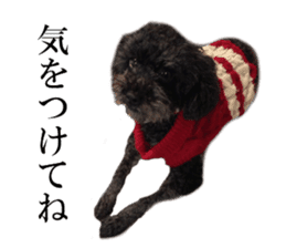 The toy poodle photo sticker 1 sticker #15643105