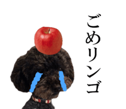 The toy poodle photo sticker 1 sticker #15643107