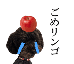 The toy poodle photo sticker 1 sticker #15643107