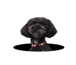 The toy poodle photo sticker 1 sticker #15643109