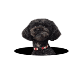 The toy poodle photo sticker 1 sticker #15643109