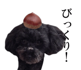 The toy poodle photo sticker 1 sticker #15643110