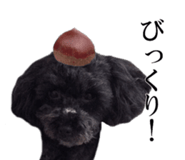 The toy poodle photo sticker 1 sticker #15643110