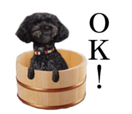 The toy poodle photo sticker 1 sticker #15643111