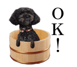 The toy poodle photo sticker 1 sticker #15643111