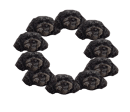 The toy poodle photo sticker 1 sticker #15643112
