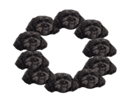 The toy poodle photo sticker 1 sticker #15643112